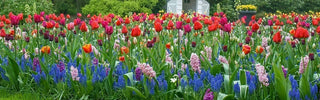 Layering Fall Bulbs: A Complete Guide to Bulb Lasagna for Continuous Blooms