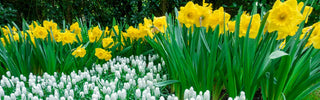 Garden Design Ideas Using Daffodils
