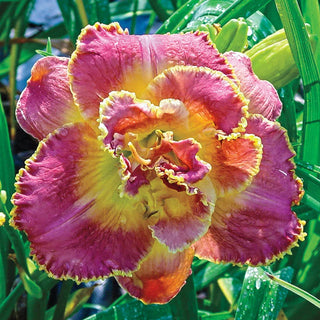 Unlock the Stars Reblooming Daylily