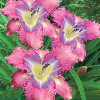Mildred Mitchell Reblooming Daylily 63275