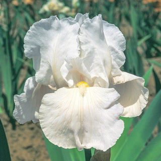 Immortality Reblooming Iris