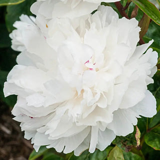 Festiva Maxima Peony