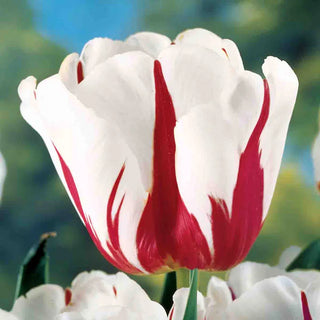 Flaming Beauties Collection