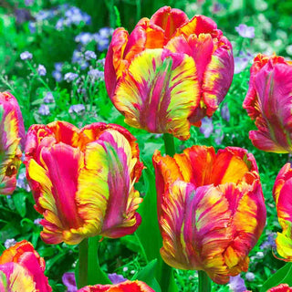 Flaming Beauties Collection