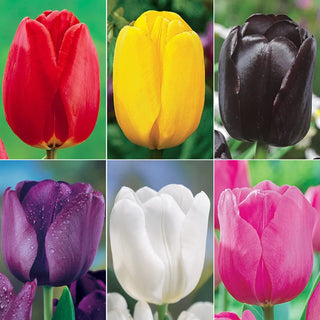 Prize Dutch Tulip Collection