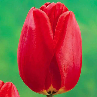 Prize Dutch Tulip Collection