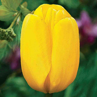 Prize Dutch Tulip Collection