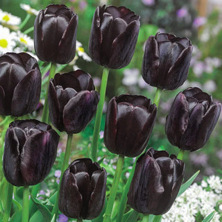 Prize Dutch Tulip Collection