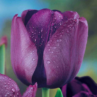 Prize Dutch Tulip Collection