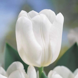 Prize Dutch Tulip Collection