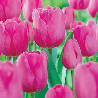 Prize Dutch Tulip Collection