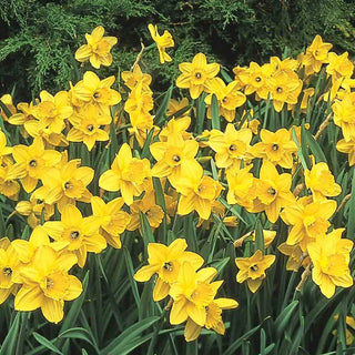 Best Daffodils for Naturalizing Collection