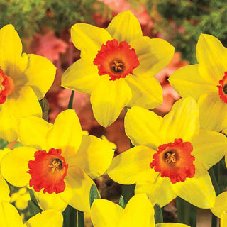 Best Daffodils for Naturalizing Collection
