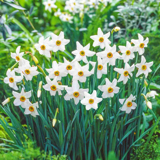 Best Daffodils for Naturalizing Collection