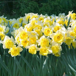 Best Daffodils for Naturalizing Collection