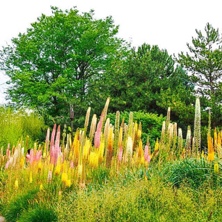 Foxtail Lily Mixture