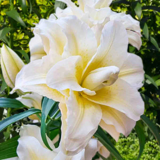 Ludwina Roselily