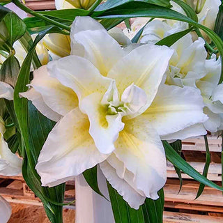 Ludwina Roselily