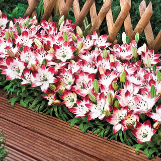 Sugar Baby Carpet Border Lily