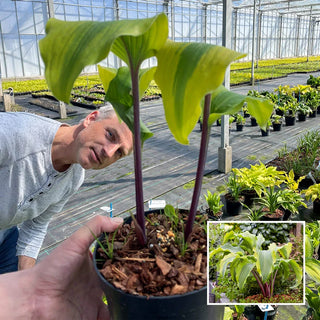 Monkey Business Hosta