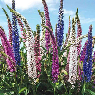 Speedwell Mixture