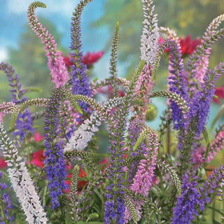 Speedwell Mixture