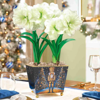 Nutcracker Wonder Amaryllis