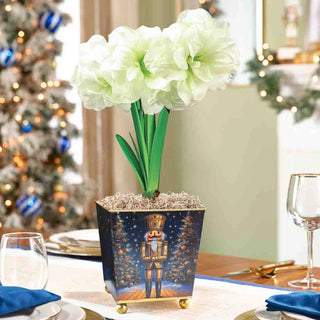 Nutcracker Wonder Amaryllis