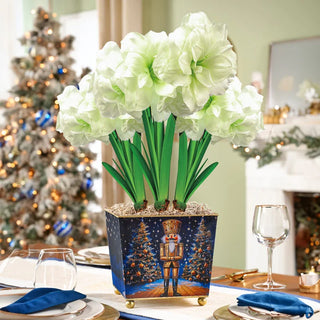Nutcracker Wonder Amaryllis