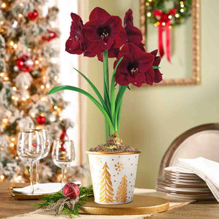 Starlit Wonder Amaryllis