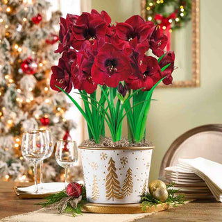 Starlit Wonder Amaryllis