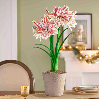 Dance of the Sugar Plum Fairy Amaryllis