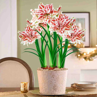 Dance of the Sugar Plum Fairy Amaryllis