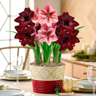 Comfort and Joy Amaryllis Trio