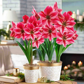 Timeless Treasures Amaryllis