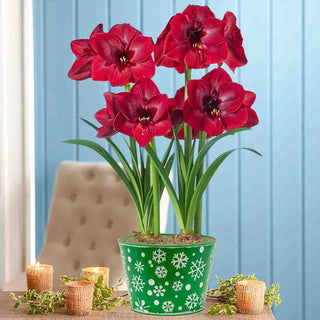 Winter Whimsy Amaryllis