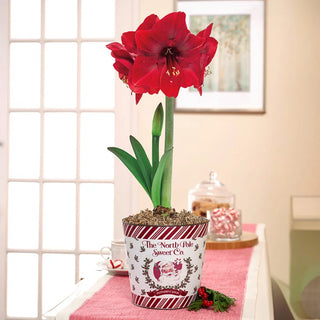 Christmas Miracle Amaryllis