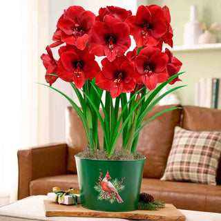 Cardinal Christmas Amaryllis