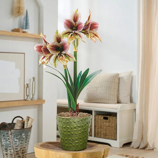 Touch Of Elegance Amaryllis