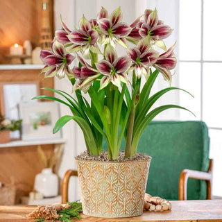 Butterfly Blooms Amaryllis Triple