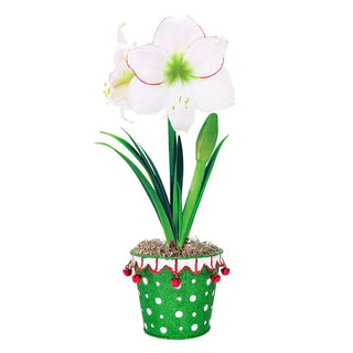 Holiday Hijinks Amaryllis