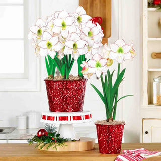 Be of Good Cheer Amaryllis