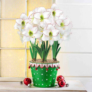 Holiday Hijinks Amaryllis