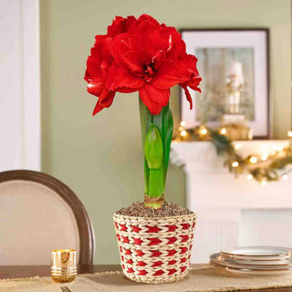 Cherished Moments Amaryllis