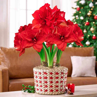 Cherished Moments Amaryllis
