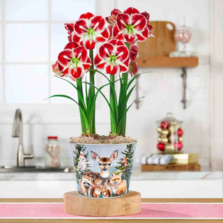 Woodland Gathering Amaryllis