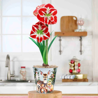 Woodland Gathering Amaryllis