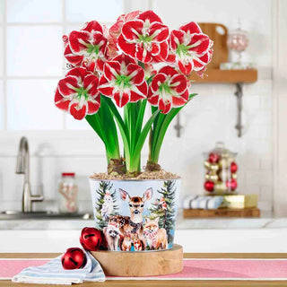 Woodland Gathering Amaryllis