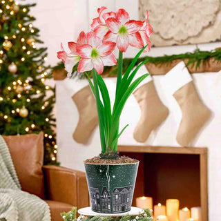 Silent Night Amaryllis