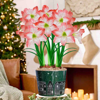 Silent Night Amaryllis